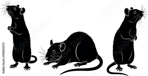 Rat silhouettes vector, standing rat, crouching rat, rodent illustration, black and white design, wildlife artwork, nature background, animal art