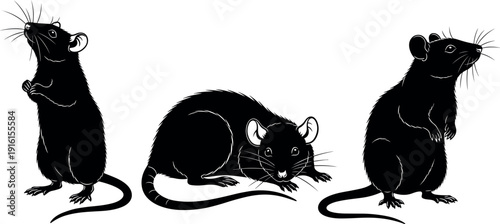 Rat silhouettes vector, standing rat, crouching rat, animal illustration, black and white design, wildlife artwork, nature background, rodent art