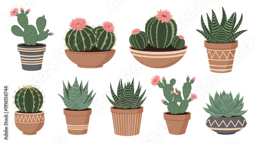Set of various cacti and succulents in decorative terracotta pots with different shapes and textures for home gardening and decor concepts.