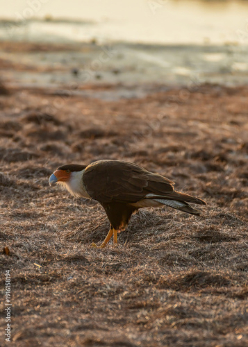 Crested Caracara foraging on a beach in Corpus Christi.
