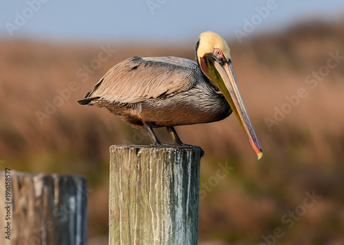 Brown Pelican sitting on a post.