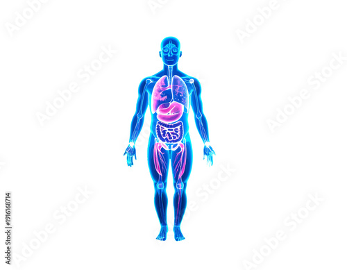 3D rendering of a glowing blue human body with highlighted internal organs and skeletal structure on a white background, representing anatomy and medical science.