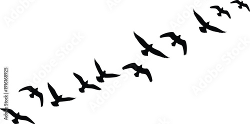 Multiple birds in silhouette flying in a diagonal formation on a white background flock migration