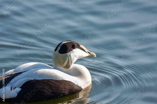 Male common eider, Somateria mollissima swimming in a pond on a sunny day