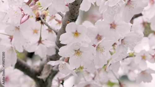 Somei-Yoshino Cherry Blossoms in Full Bloom, a Symbol of Spring in Japan  |  Tokyo, Japan