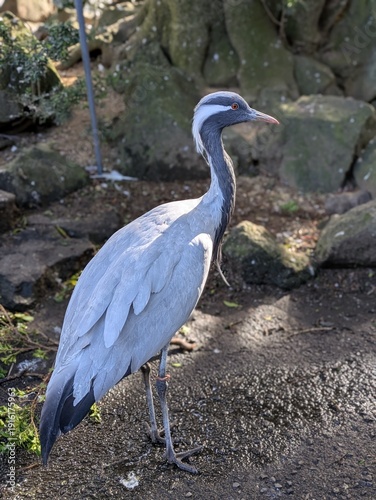 the beautiful white bird in the zoo