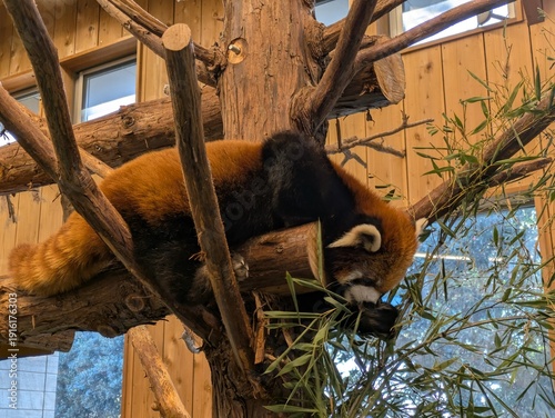 the cute red panda in the zoo