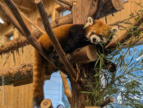 the cute red panda in the zoo