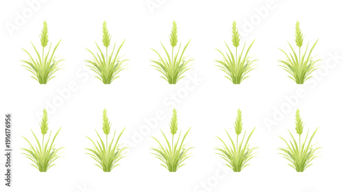 Green grass blades isolated on white background