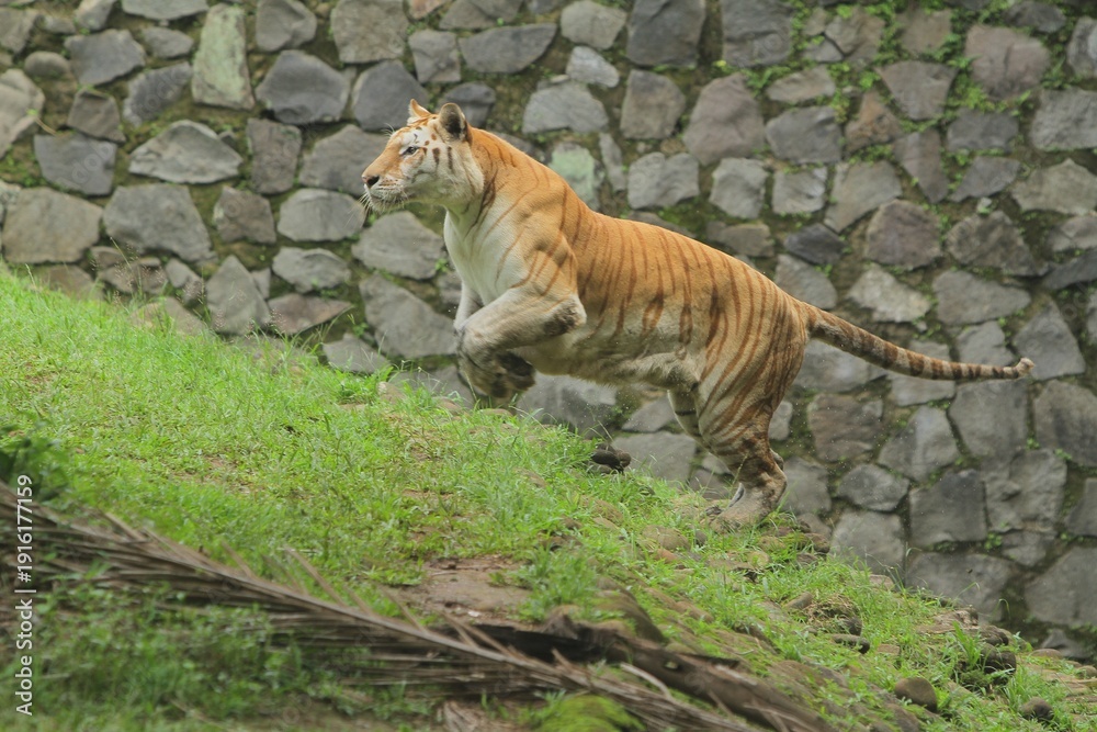 Obraz premium A bengal tiger was seen jumping up on a mound during the day