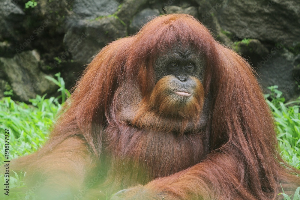 Obraz premium an orangutan sitting on the grass looking around