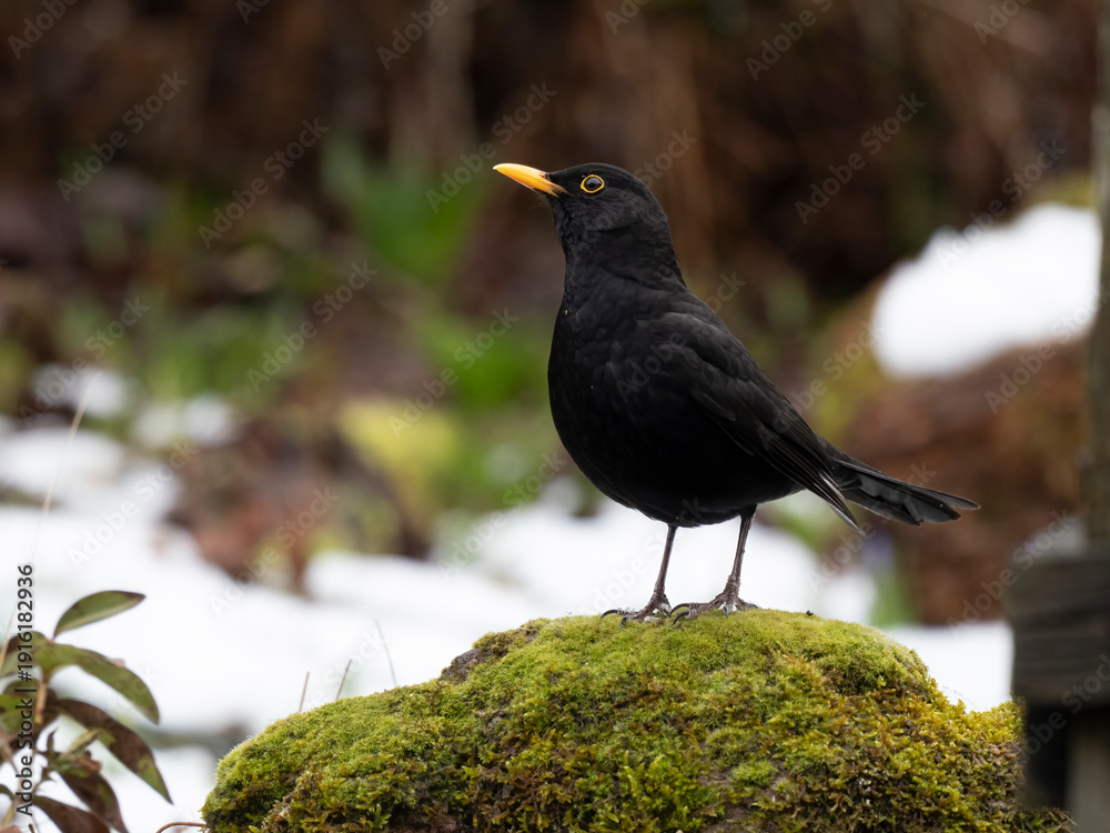 Fototapeta premium Amsel, Schwarzdrossel, Turdus merula