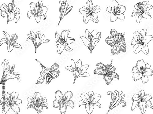 Collection of twenty‑four detailed black and white lily flower illustrations arranged in grid format showcasing diverse petal arrangements, bloom stages, and botanical design styles