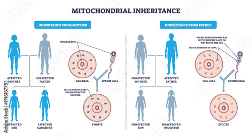 Mitochondrial inheritance illustrated, maternal mtDNA passes via egg cell to zygote, sperm mitochondria excluded. Key objects, egg cell, sperm cell, zygote. Outline diagram