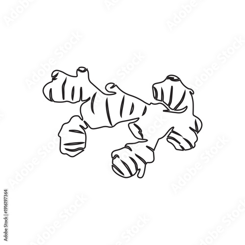 Simple Ginger Outline Icon