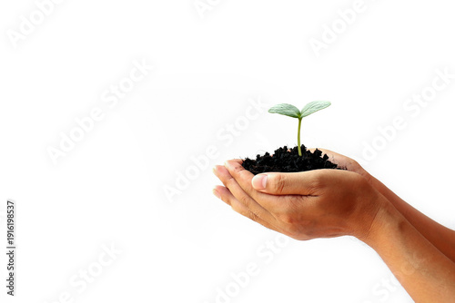 Hand holding plant on isolated white background.