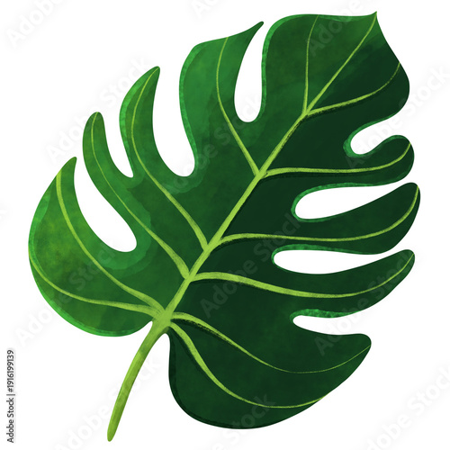 Monstera Leaf Illustration