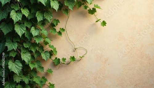 Green vine leaves climb beige wall with shadows. Sunlight illuminates fresh foliage on textured plaster. Nature, growth, exterior design element.