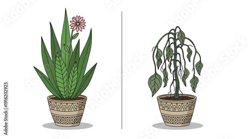 Comparison of a healthy blooming potted plant and a withered dying plant, illustrating the importance of proper plant care and watering.