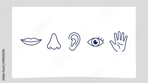 Vector icons of the five human senses including sight hearing smell taste and touch represented by eye ear nose lips and hand outline symbols