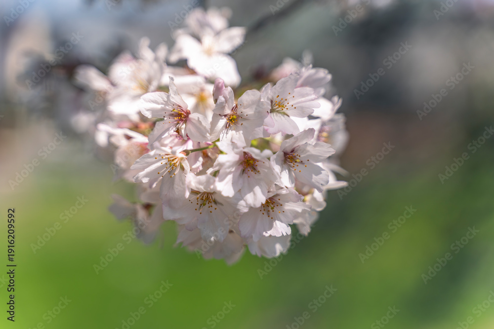 Fototapeta premium 日本の春の風景 桜