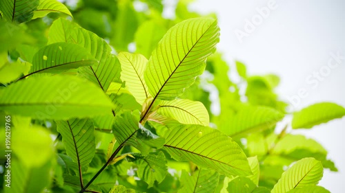 Kratom leaves Kratom sapling (Mitragyna speciose) green Is a type of drug. are a traditional herbal medicine for locals in Thailand.