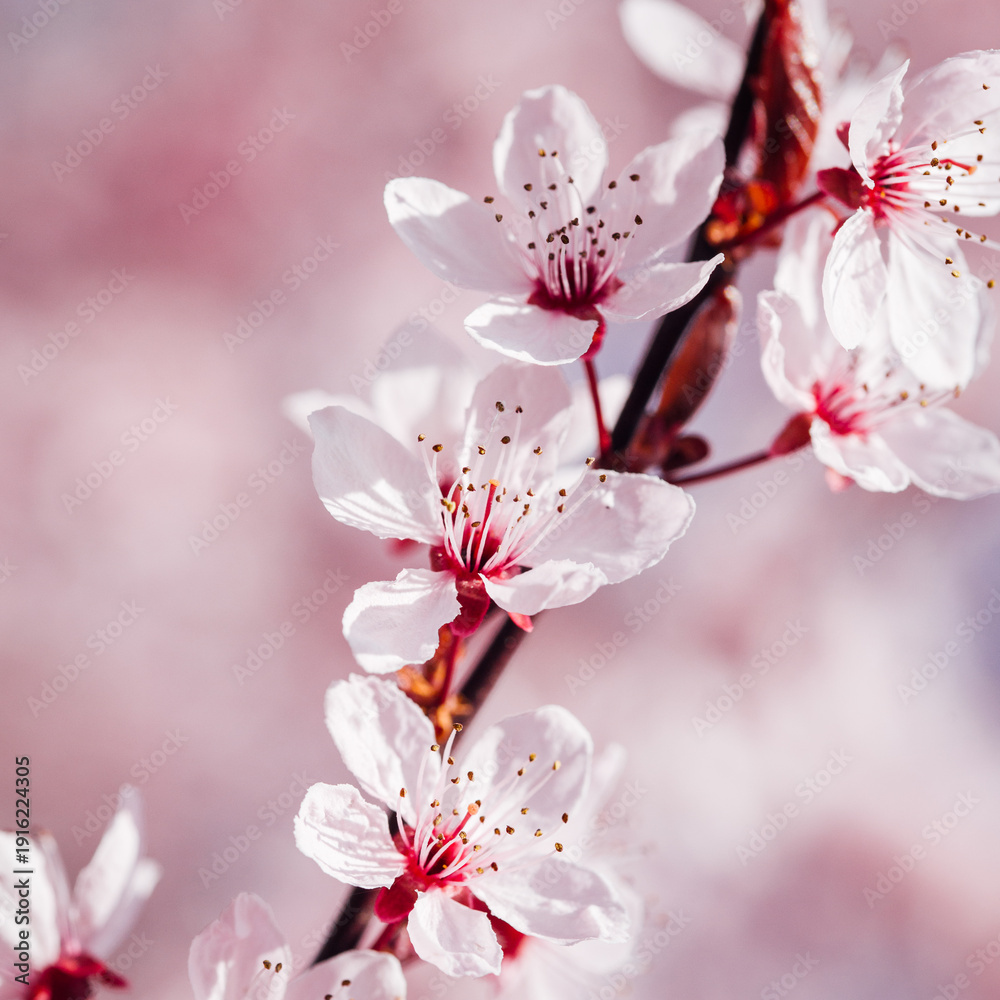 Fototapeta premium arbre fruitiers en fleurs. Fleurs roses sur un arbre printanier. Floraison d'un cerisier au printemps. Prunus en fleurs. Cerisier en fleurs au printemps
