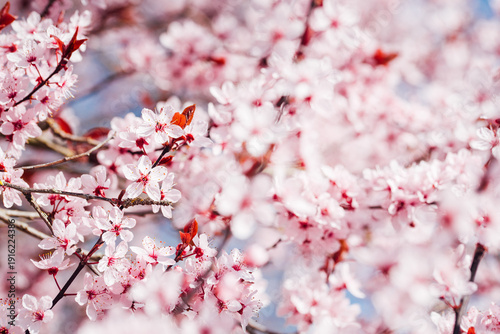 arbre fruitiers en fleurs. Fleurs roses sur un arbre printanier. Floraison d'un cerisier au printemps. Prunus en fleurs. Cerisier en fleurs au printemps
