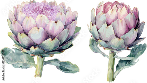 watercolor artichoke flower clipart, isolated on a white background, in two different poses and angles