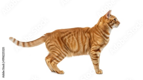 Graceful orange tabby cat with striking stripe patterns standing proudly in a studio setting, showcasing its beautiful fur and elegant profile against a pristine white background, ready for attention