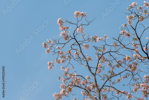 Tabebuia rosea also called pink poui, and rosy trumpet tree. Pink Flower blooming.