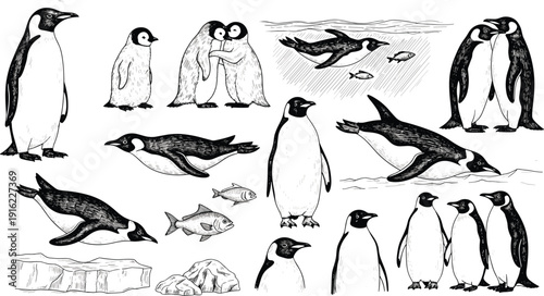 Penguin illustration set vector, antarctic wildlife collection, cute penguins swimming standing group, hand drawn polar animals isolated design