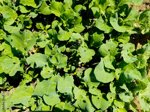green leaves background