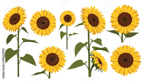 Collection of beautiful yellow sunflower illustrations with green stems and leaves, shown from various angles for floral design.