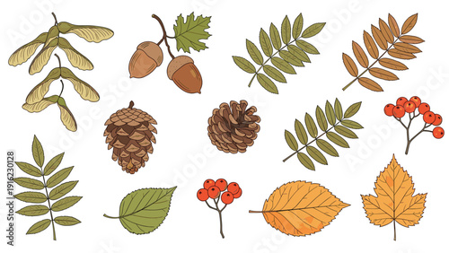 Vintage-style collection of hand-drawn autumn botanical elements including leaves, acorns, and pinecones on a white background.
