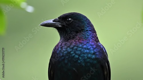 A bird, with iridescent feathers, perches on a branch in a vibrant green background