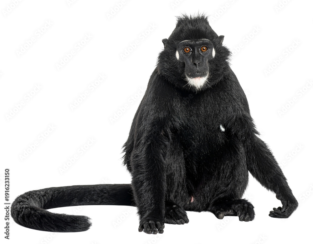 Fototapeta premium Black tufted monkey sitting with long tail and expressive orange eyes
