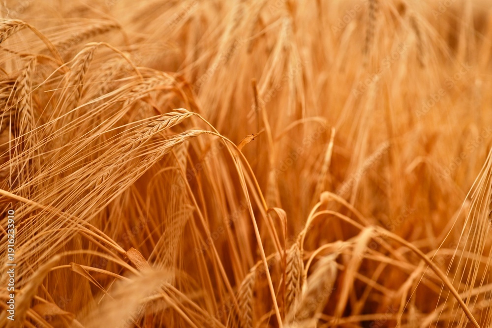Fototapeta premium Golden wheat field in the sun, close-up view of ripe ears of grain ready for harvest