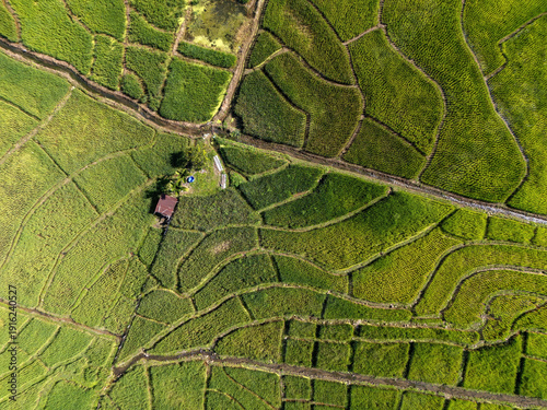 Directly above view of irrigation and paddy field in Ranau Sabah Malaysia