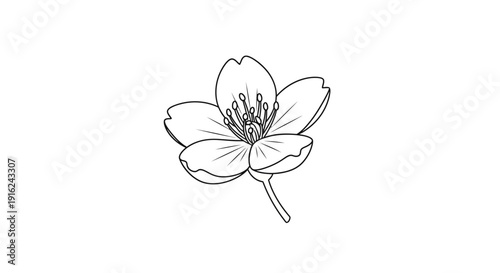 Elegant Black and White Line Drawing of a Delicate Five-Petal Flower with Stamens