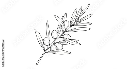 Hand-drawn olive branch with olives and leaves, sketch style, isolated on white background