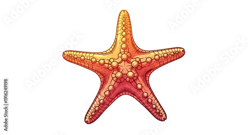 Vibrant Starfish Illustration - Marine Life, Ocean Creature, Underwater Animal