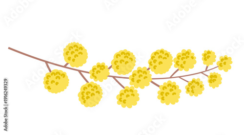 Mimosa branch spring vector illustration isolated on white background. Yellow acacia flowers in naive art style.