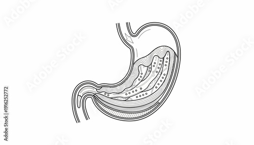 Stomach Anatomy Illustration: Digestion Process, Food Breakdown, Gastric Juices, Medical Diagram
