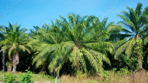 Wallpaper Mural Palm tree plantation in Thailand. Large palm oil plantation at East Asia. Explore the Vast Oil Palm Plantation. Torontodigital.ca