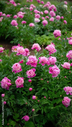 Wallpaper Mural Peony Garden Torontodigital.ca