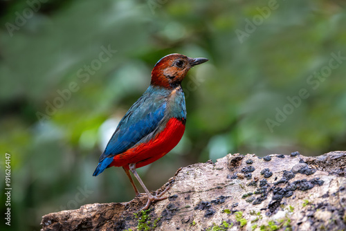Foto The mopo pitta or Papuan pitta or Philippine Pitta has the Latin name Pitta erythrogaster and is a songbird
