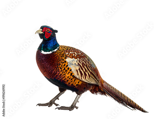 Colorful pheasant with iridescent blue-green head and intricately patterned plumage standing on gray taloned feet