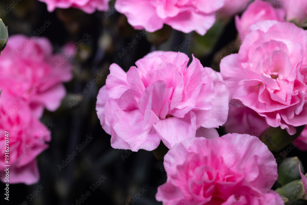 Naklejka premium Pink flower display. Detailed closeup of pink carnations with textured petals. Intimate shot of pink carnations showcasing layered ruffled petals with moody dark backdrop