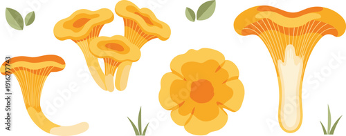 Chanterelle Mushroom Vector Set with Wild Edible Forest Fungi and Golden Flower Shape for Organic Food Nature Design